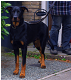 Hond van de uitlaatdienst
