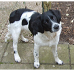 Hond van de uitlaatdienst
